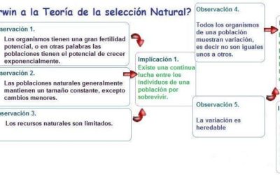 como llego a la teoria de la evolucion darwin 400x250 - Blog Herencias